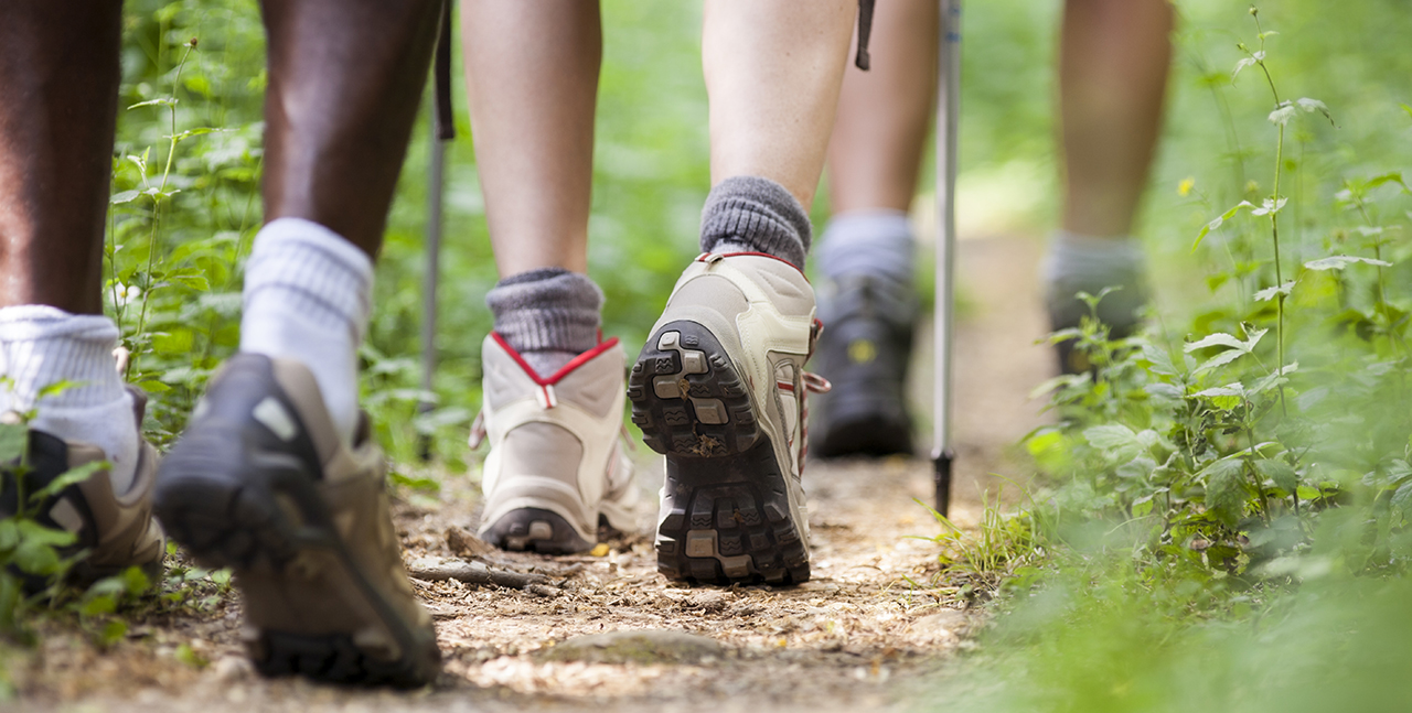 Southern Forest Heritiage Museum - Resilient Forest Trail