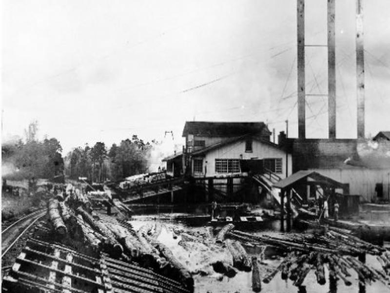 Southern Forest Logs in Mill Pond