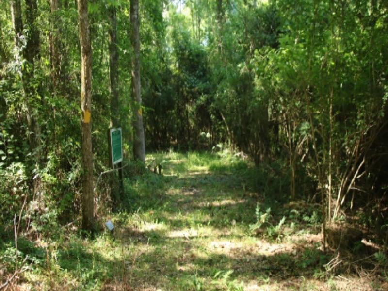 Resilient Forest Trail Southern Forest Heritage Museum